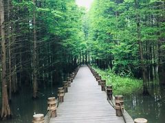 -桤木河湿地公园