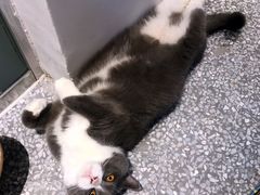 -绒爪撸猫下午茶·猫咖