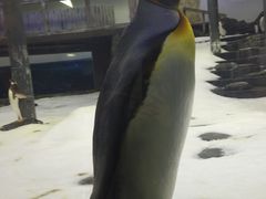 -悉尼海洋生物水族馆