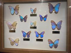 -上海昆虫博物馆