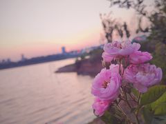 -安宁市宁湖森林公园