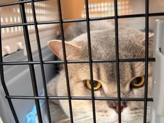 -瑞派康怡24h宠物医院·犬猫医疗中心·微创绝育(瑞景分院)