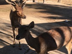 -清迈夜间动物园