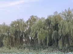 -济南大明湖景区