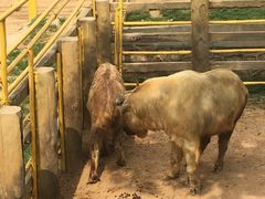 -西霞口神雕山野生动物世界