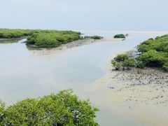 -北海金海湾红树林生态旅游区