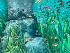 -上海海洋水族馆
