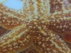 -老青岛海味当家菜馆(银鱼巷店)