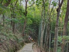 -上海佘山国家森林公园天马山园