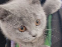 -中农国际动物医院24小时·猫科·骨科·急重症中心