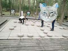 -合肥滨湖国家森林公园