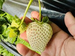 -大自然农场蔬菜草莓采摘园