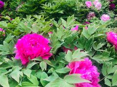 -莲花池公园