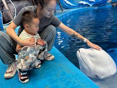 -海合安成都极地海洋公园