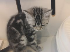 -熊小胖宠物生活馆(天华园店)