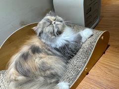 -有猫主题·治愈系猫咖(曾厝垵店)