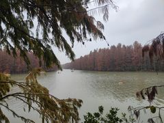 -上海海湾国家森林公园