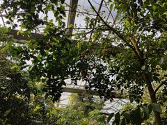-呀路古热带植物园