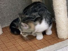 -谐和贝康宠物医院24小时·宠保定点(急重症转诊中心)