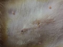 -狗舍宠物医院(四季商业广场店)