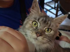 -猫色咖啡·猫咖