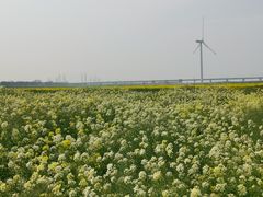 -上海长兴岛郊野公园