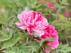 -洛阳市隋唐城遗址植物园