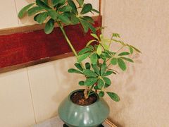 -上海精菜馆(虎踞关店)