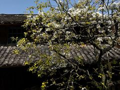 -桑洲油菜花景区
