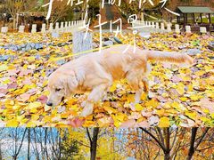 -静之湖度假区