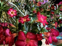 -三亚海棠湾万丽度假酒店