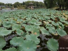 -荷塘月色湿地公园·向阳花洲