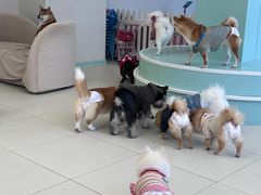 -怪兽屋·羊驼·猫咖·狗咖(俊华广场店)