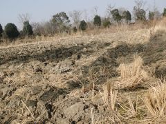 -广富林郊野公园