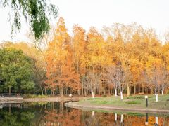 -上海共青森林公园