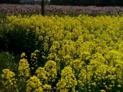 -稻香园蛋糕(舜玉店)