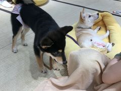 -逗柴咖啡屋·狗咖猫咖宠物桌游