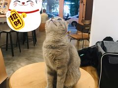猫猫-You’ll see coffee 咖啡