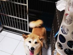 -酷迪宠物(赵登禹路店)