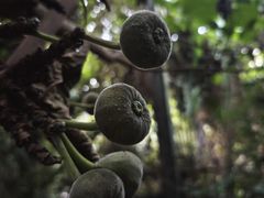 -呀路古热带植物园