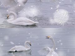 -烟墩角天鹅湖
