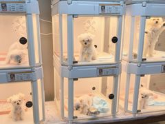 -翊宠yipet猫狗购宠庄园犬舍•猫舍