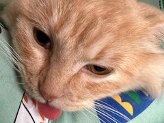 -瑞派宠物医院·犬猫全科·猫友好(宾水西道店)