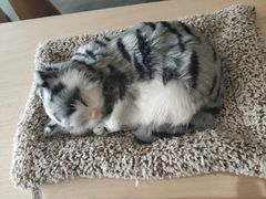 -瞄一喵猫咖(格力海岸店)