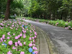 -上海滨江森林公园