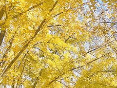 -三里屯东五街银杏大道