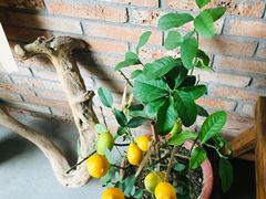 -春庄咖啡SpringHues(钟楼小区店)