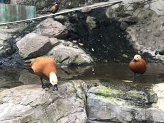 -燕塞湖鸟语林景区