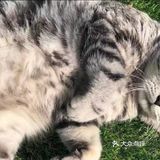 和萌萌哒宠物一起happy吧！