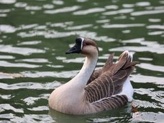 -靖西鹅泉风景区